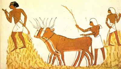 Ancient Egyptian threshing scene, cattle treading grain to separate it from chaff